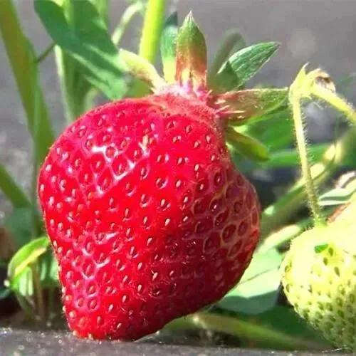 Клубника ХОНЕЙ  Клубника ХОНЕЙ в Рогачеве