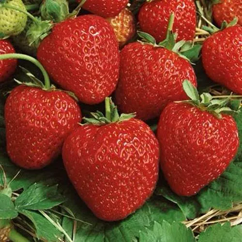 Клубника КОРОНА  Клубника КОРОНА в Рогачеве