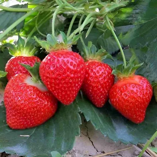 Клубника ТЕА  Клубника ТЕА в Рогачеве