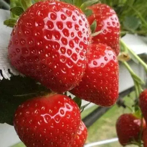 Клубника АРГЕНТЕРА  Клубника АРГЕНТЕРА в Рогачеве