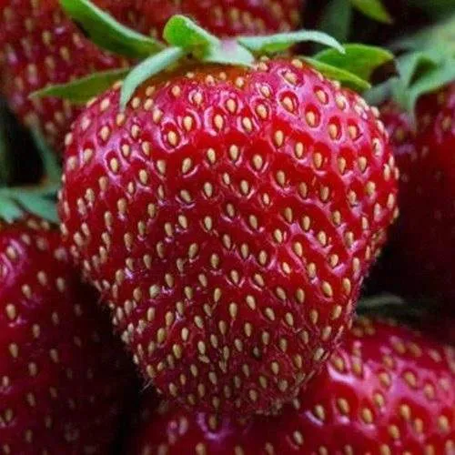 Клубника НАНДИ  Клубника НАНДИ в Рогачеве