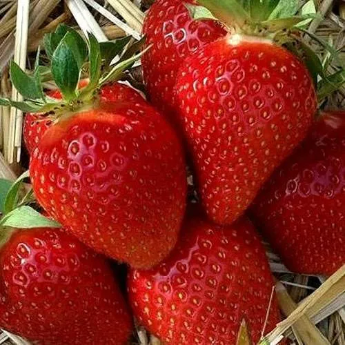 Клубника СИБИЛЛА  Клубника СИБИЛЛА в Рогачеве