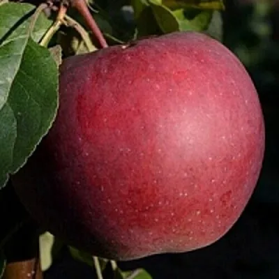 Яблоня БЕЛОРУССКОЕ СЛАДКОЕ  Яблоня БЕЛОРУССКОЕ СЛАДКОЕ в Рогачеве