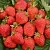 Клубника САН АНДРЕАС ремонтантная в Рогачеве