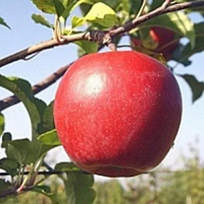 Яблоня ЛИГОЛ  Яблоня ЛИГОЛ в Рогачеве