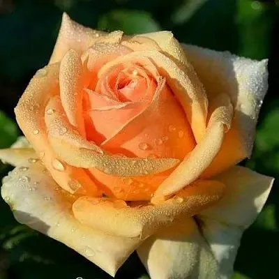 Роза ГЕЙША чайно-гибридная в Рогачеве