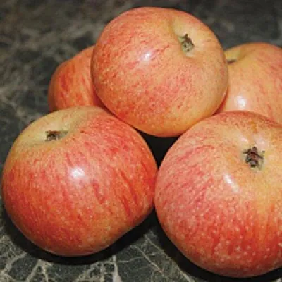 Яблоня КОНФЕТНОЕ  Яблоня КОНФЕТНОЕ в Рогачеве