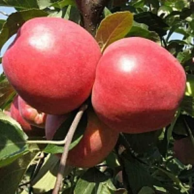 Яблоня ЗАСЛАВСКОЕ  Яблоня ЗАСЛАВСКОЕ в Рогачеве