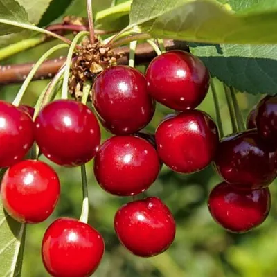 Вишня ЛЮБСКАЯ в Рогачеве