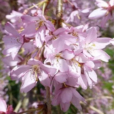 Сакура ПЕНДУЛА РУБРА в Рогачеве