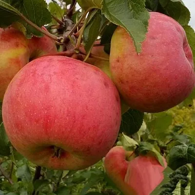 Яблоня БОЛОТОВСКОЕ  Яблоня БОЛОТОВСКОЕ в Рогачеве