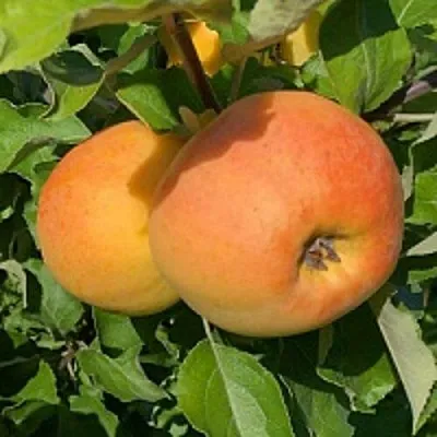 Яблоня АНТОНОВКА ЗОЛОТАЯ  Яблоня АНТОНОВКА ЗОЛОТАЯ в Рогачеве