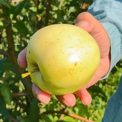 Яблоня ЗАЙЧУК  Яблоня ЗАЙЧУК в Рогачеве
