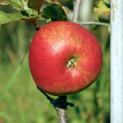 Яблоня ДЫЯМЕНТ  Яблоня ДЫЯМЕНТ в Рогачеве