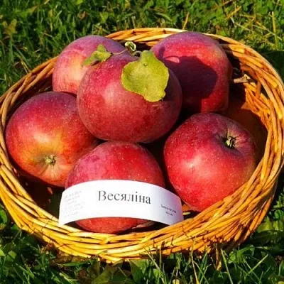 Яблоня ВЕСЯЛИНА  Яблоня ВЕСЯЛИНА в Рогачеве