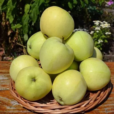 Яблоня ПАПИРОВКА  Яблоня ПАПИРОВКА в Рогачеве