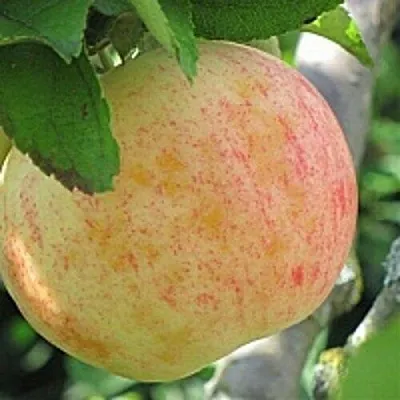 Яблоня ЛЕТНЕЕ СЛАДКОЕ  Яблоня ЛЕТНЕЕ СЛАДКОЕ в Рогачеве