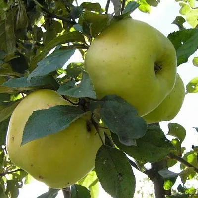 Яблоня АНТОНОВКА ОБЫКНОВЕННАЯ  Яблоня АНТОНОВКА ОБЫКНОВЕННАЯ в Рогачеве