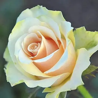 Роза ТАЛЕЯ чайно-гибридная в Рогачеве