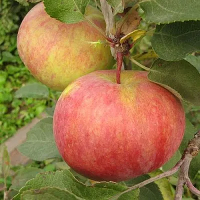 Яблоня ПЕРВОУРАЛЬСКОЕ  Яблоня ПЕРВОУРАЛЬСКОЕ в Рогачеве