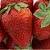 Клубника ФЛАМИНИЯ в Рогачеве