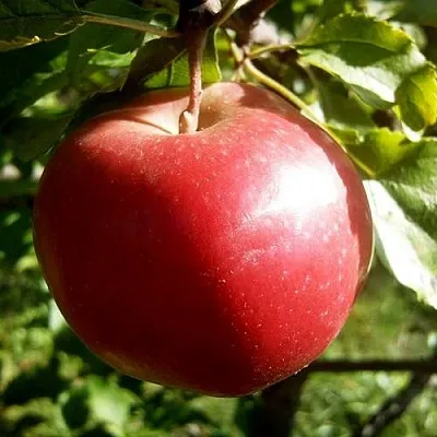 Яблоня НАСТЕНЬКА  Яблоня НАСТЕНЬКА в Рогачеве