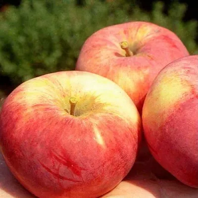 Яблоня ОРЛОВИМ  Яблоня ОРЛОВИМ в Рогачеве