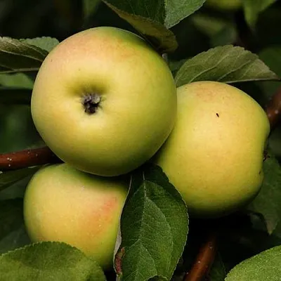 Яблоня ДАНИЛА  Яблоня ДАНИЛА в Рогачеве