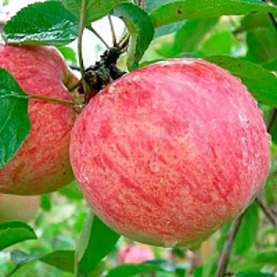Яблоня КОРИЧНОЕ ПОЛОСАТОЕ  Яблоня КОРИЧНОЕ ПОЛОСАТОЕ в Рогачеве