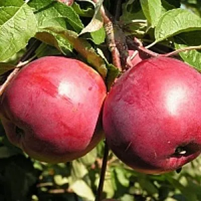 Яблоня ДАРУНАК  Яблоня ДАРУНАК в Рогачеве