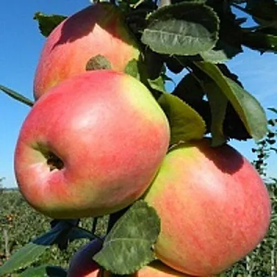 Яблоня БРЯНСКОЕ РОЗОВОЕ  Яблоня БРЯНСКОЕ РОЗОВОЕ в Рогачеве