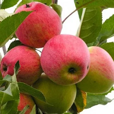 Яблоня МЕЧТА  Яблоня МЕЧТА в Рогачеве