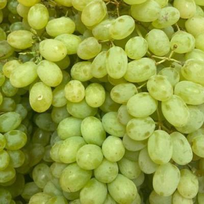 Зеленый в Рогачеве