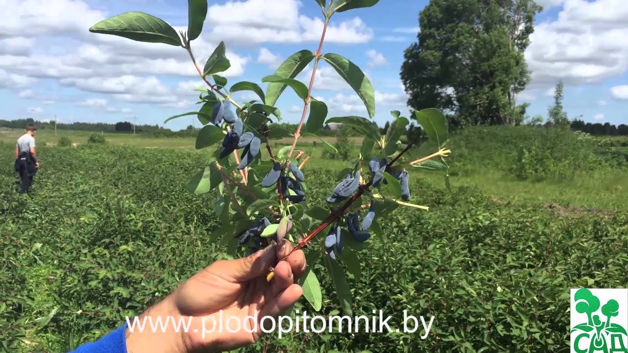 Превью видео