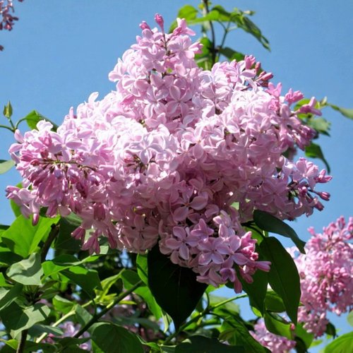 Сирень БУФФОН в Рогачеве