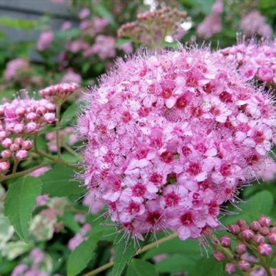 Розовая в Рогачеве