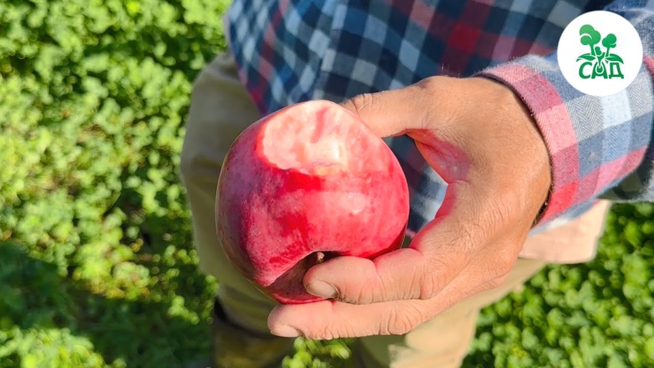 Превью видео