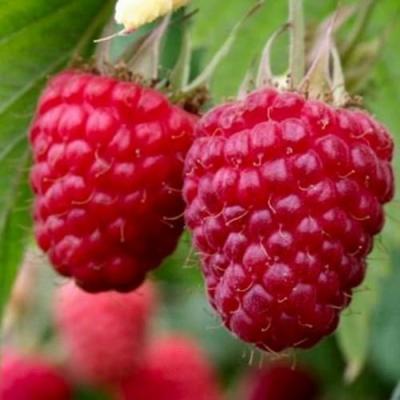 Средняя в Рогачеве