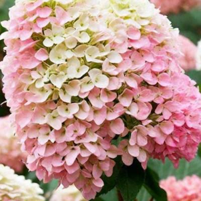 Низкорослые (карликовые) в Рогачеве