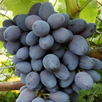 Черный виноград в Рогачеве