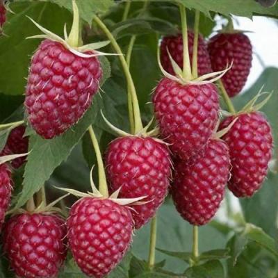 Высокая в Рогачеве