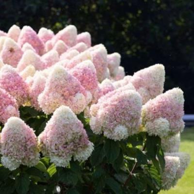 Бело-розовая в Рогачеве