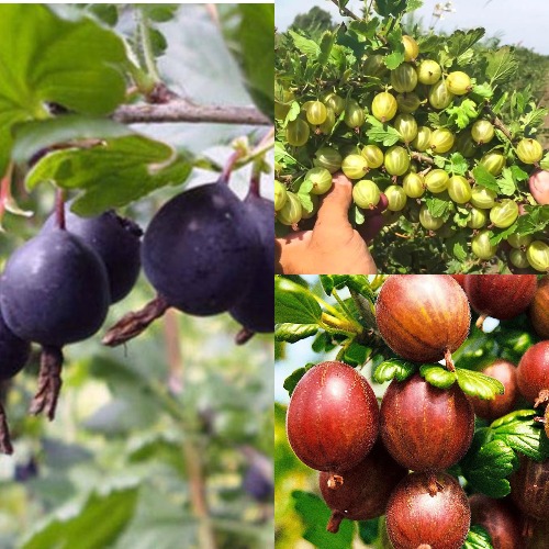 Комплект КРЫЖОВНИК MIX в Рогачеве