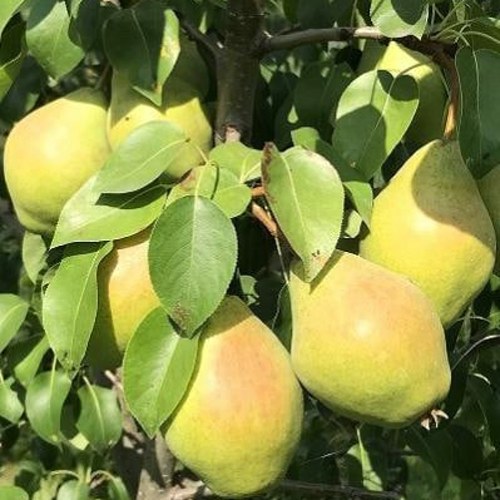 Груша СЕНТЯБРИНА (ДОБРЯНКА) в Рогачеве