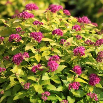 Японская в Рогачеве