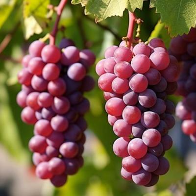 Фиолетовый в Рогачеве