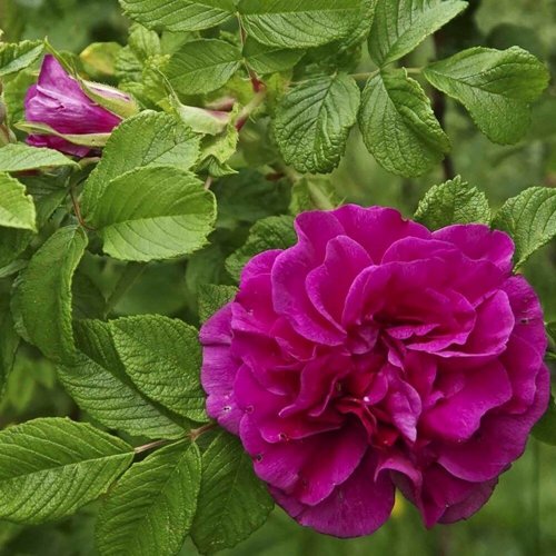 Шиповник ХАНСА в Рогачеве