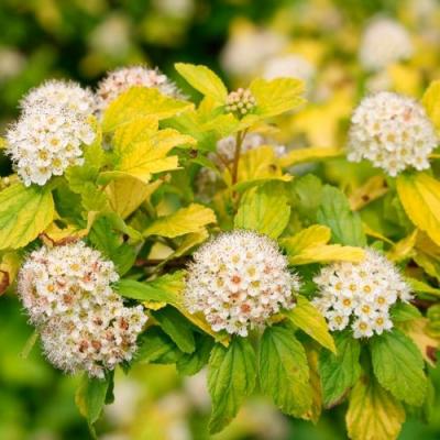 Желтый в Рогачеве