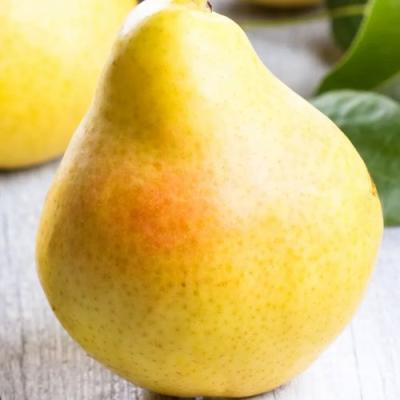 Желтая в Рогачеве