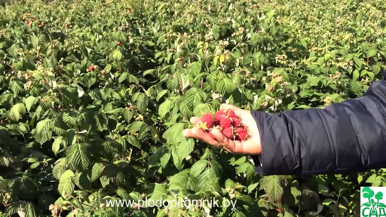 Превью видео